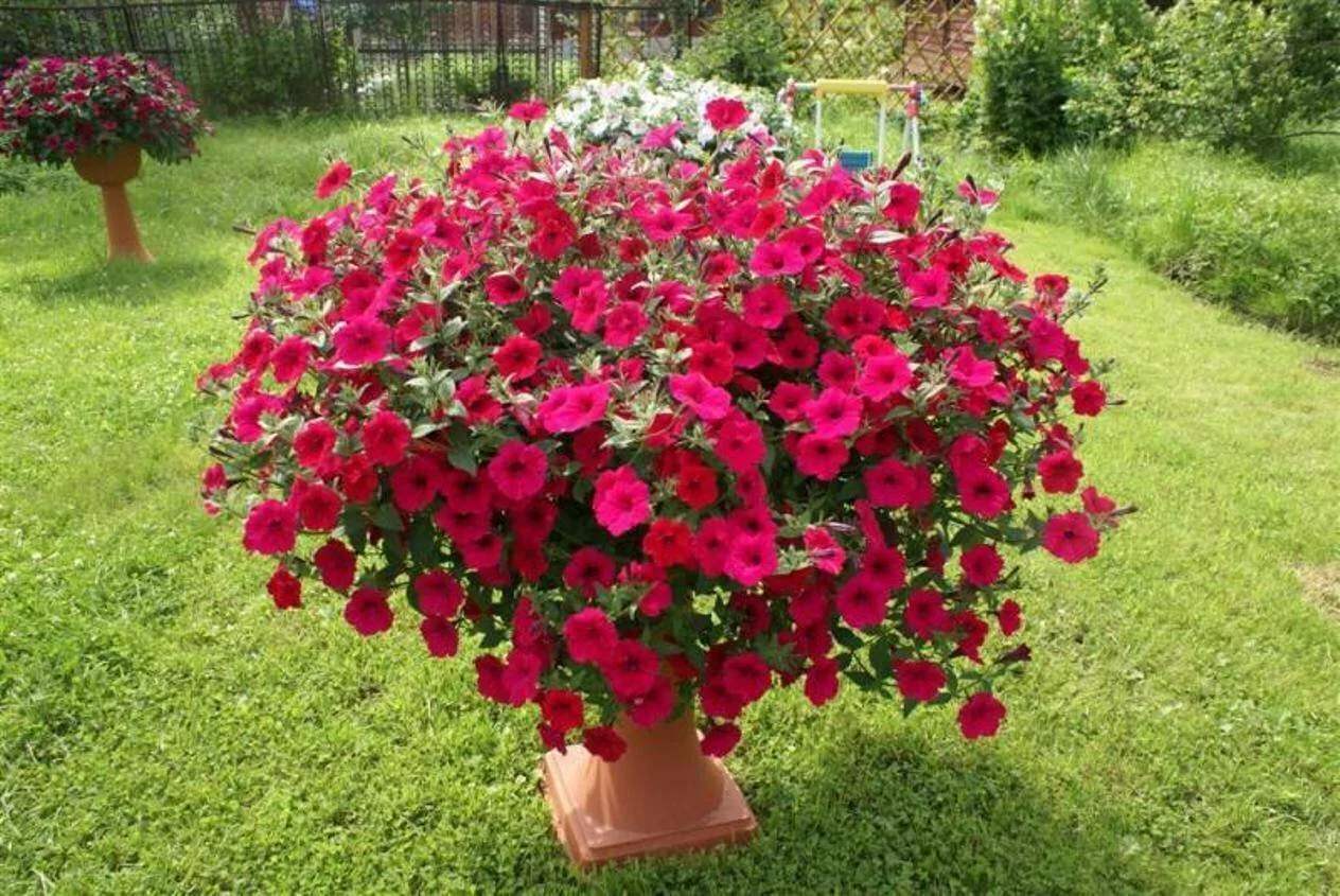 Выращивание и уход за петунией