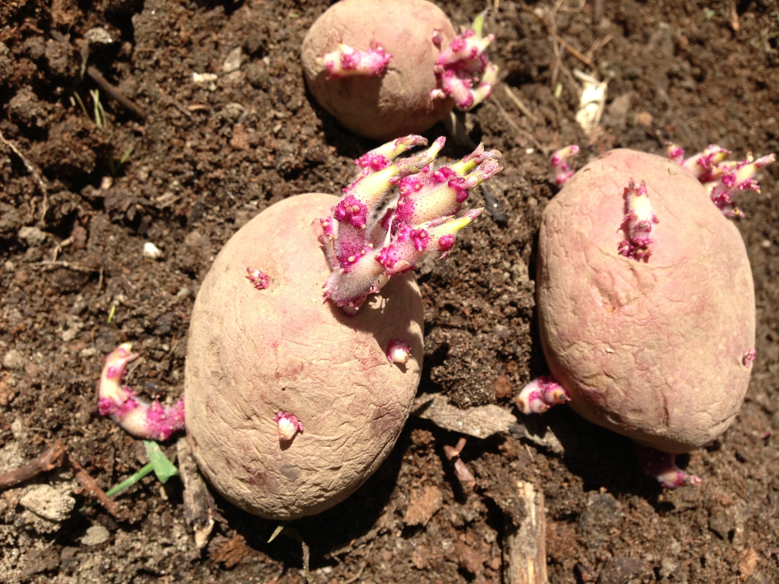 Проращивание картофеля перед посадкой