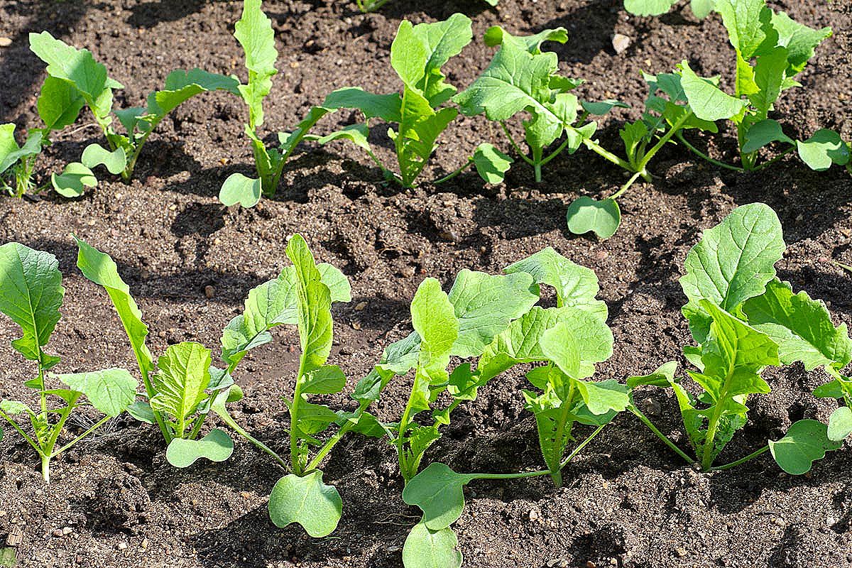 Посадка репы семенами: просто и эффективно