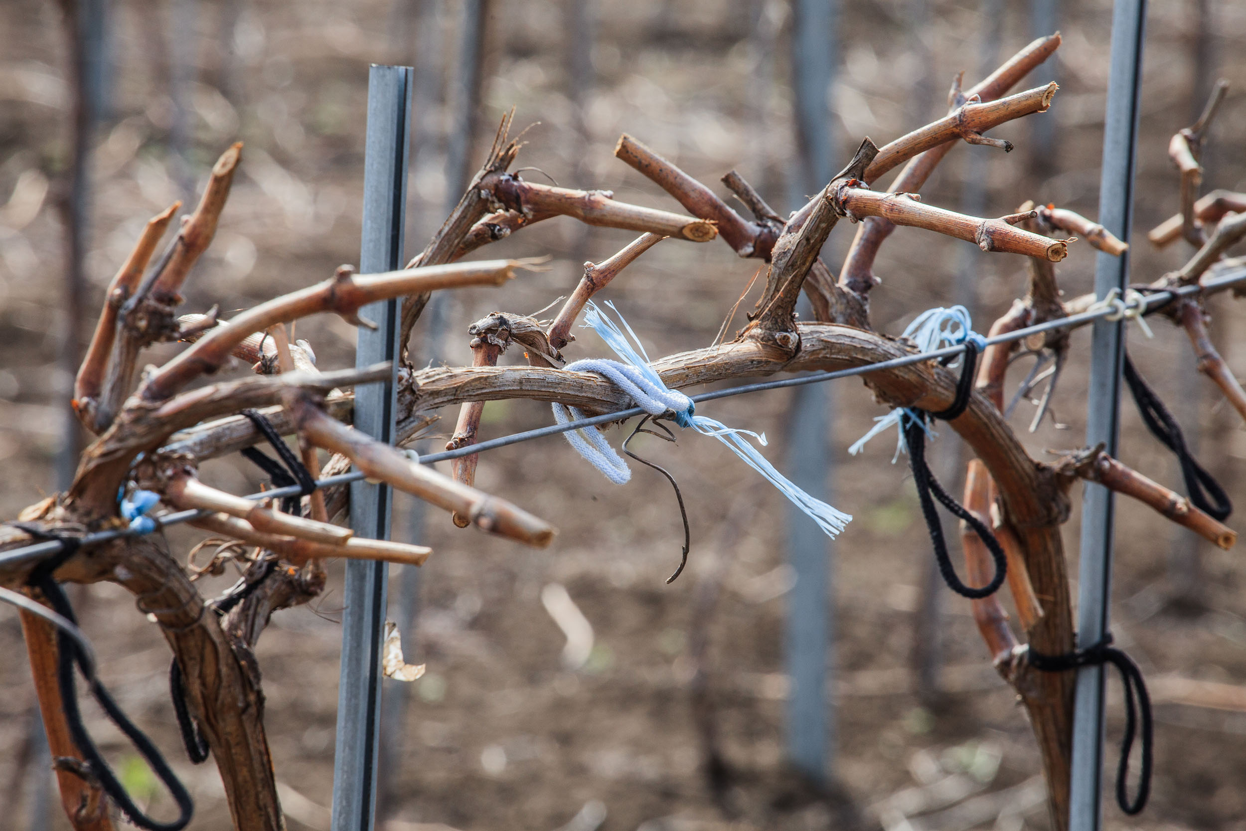 Способы подвязки винограда: выбор оптимального метода