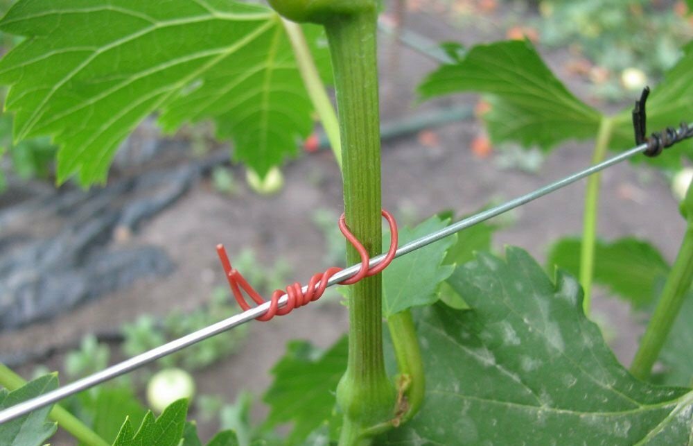 Способы подвязки винограда: выбор оптимального метода