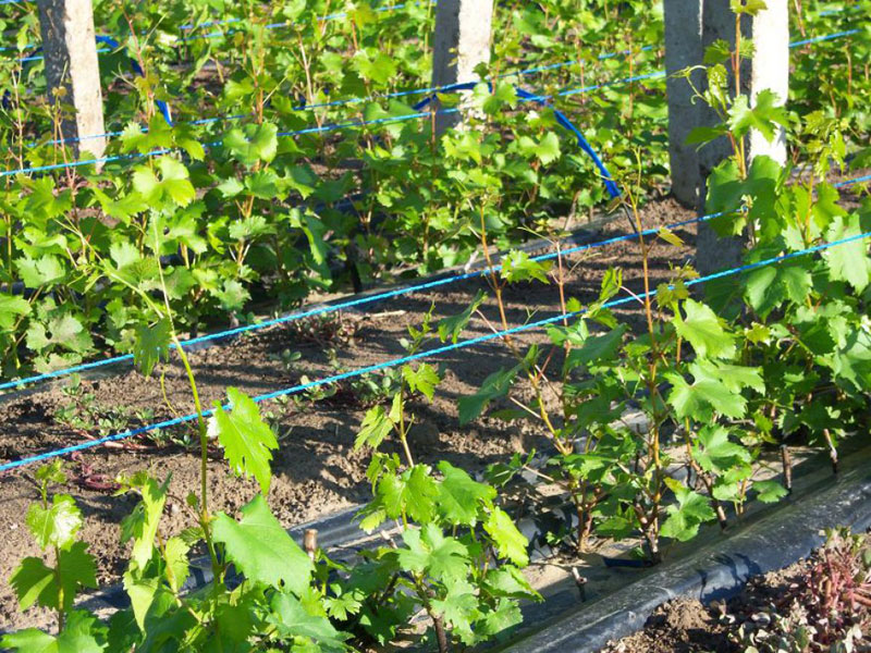 Способы подвязки винограда: выбор оптимального метода