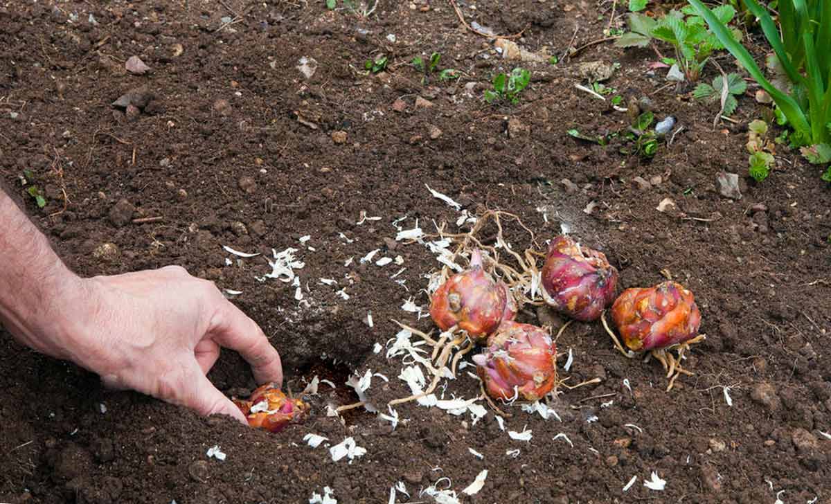 Посадка лилий осенью