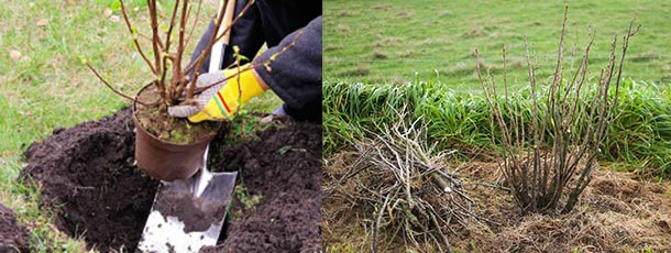 Смородина золотистая. Выращивание и уход