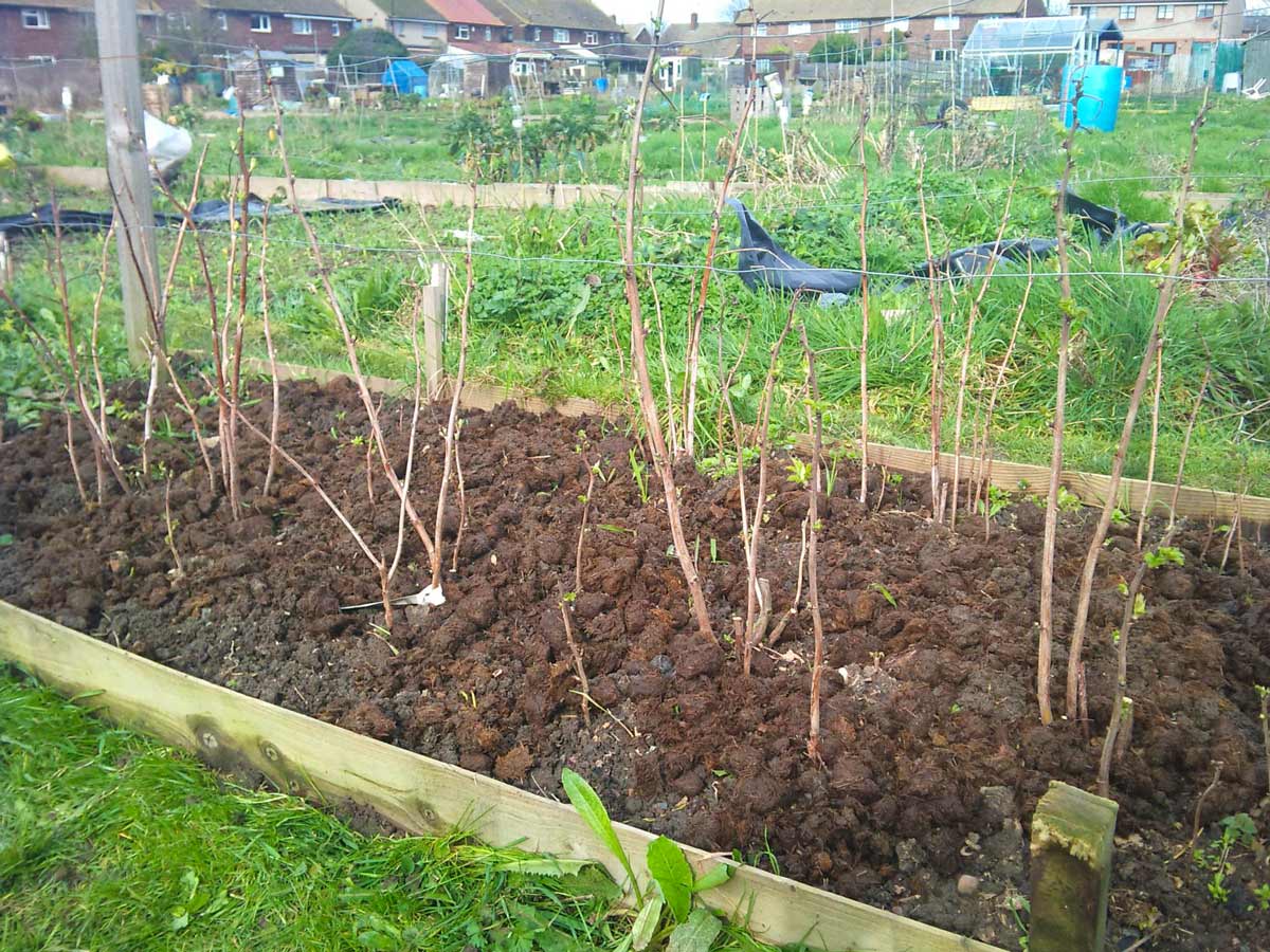 Посадка малины весной