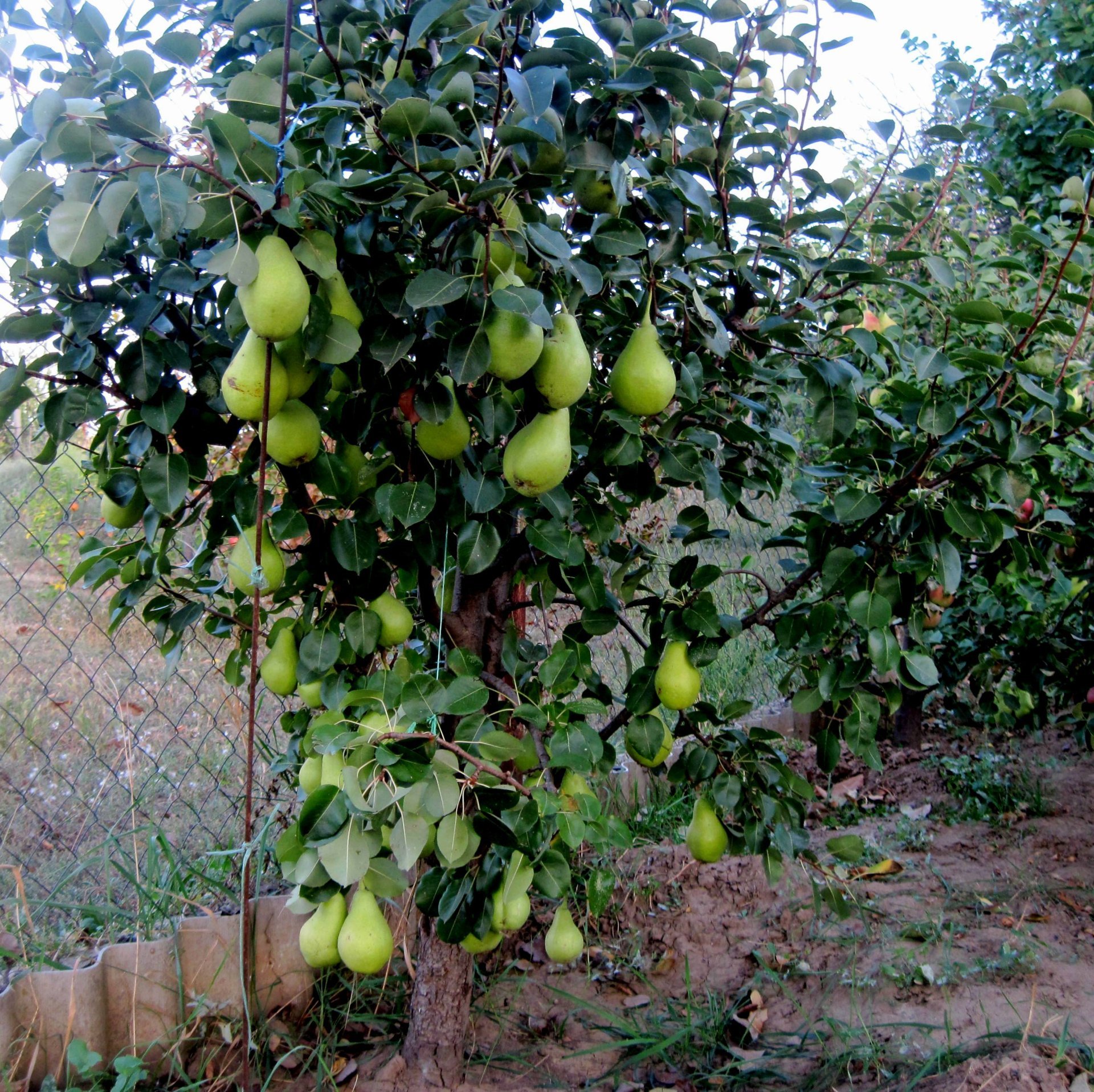 Выращивание колоновидной груши: секреты и особенности