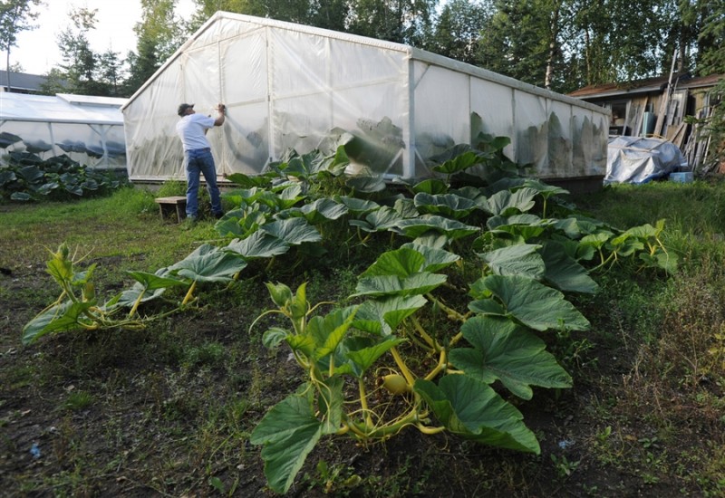 Посадка тыквы: секреты успешного выращивания