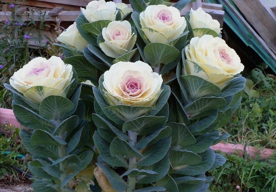 Выращивание декоративной капусты: красота, доступная каждому