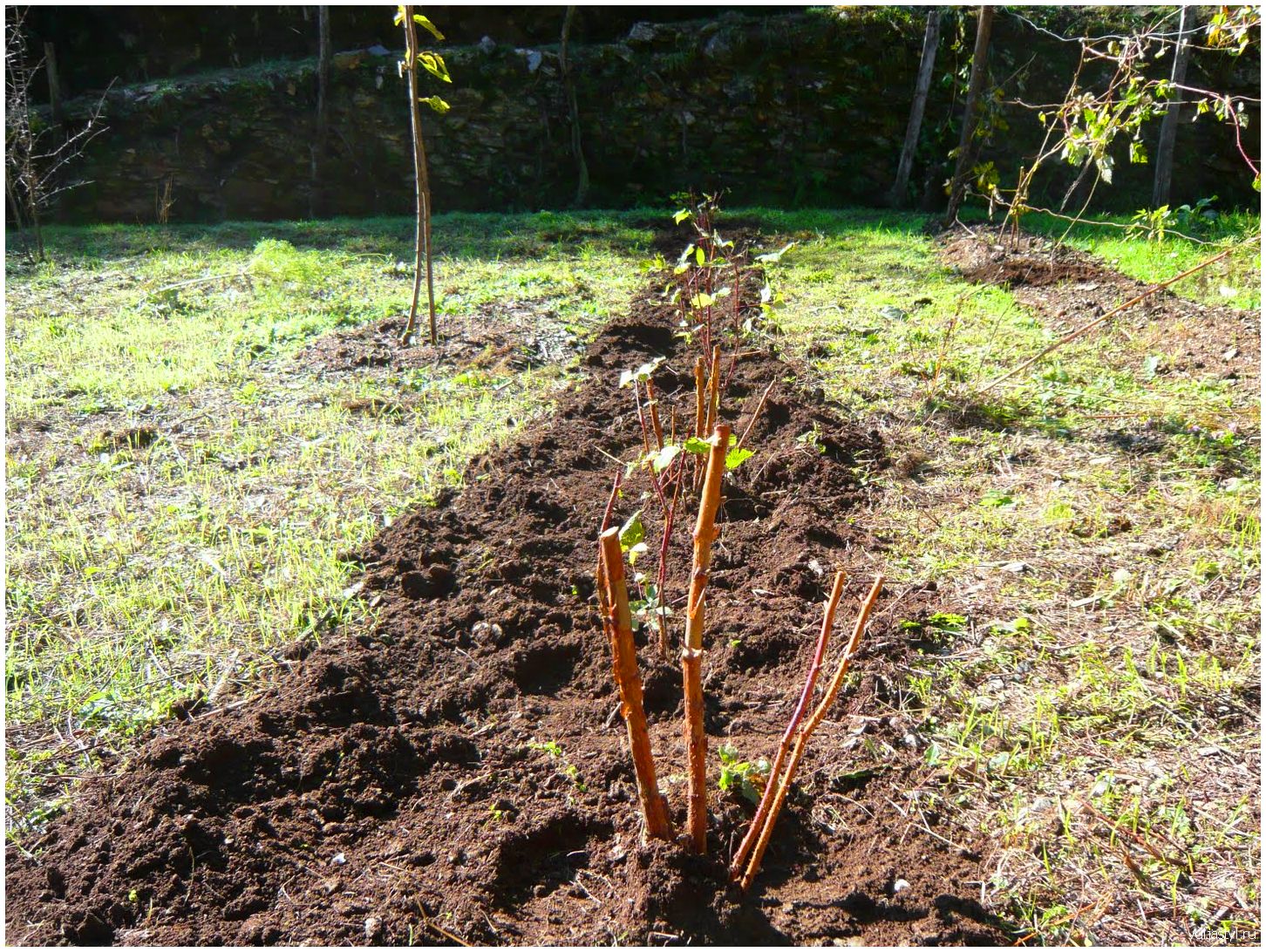 Посадка малины весной