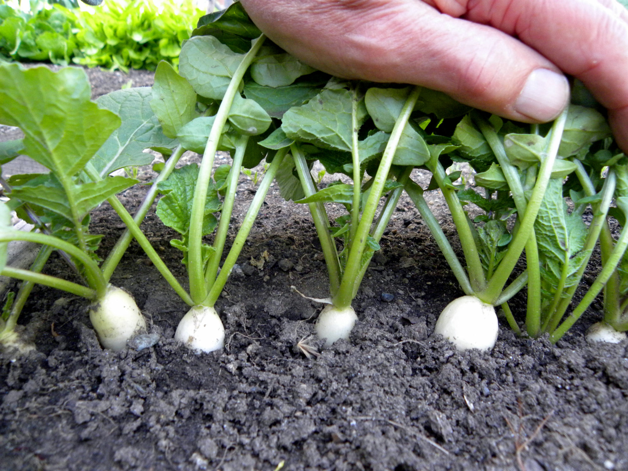 Посадка репы семенами: просто и эффективно