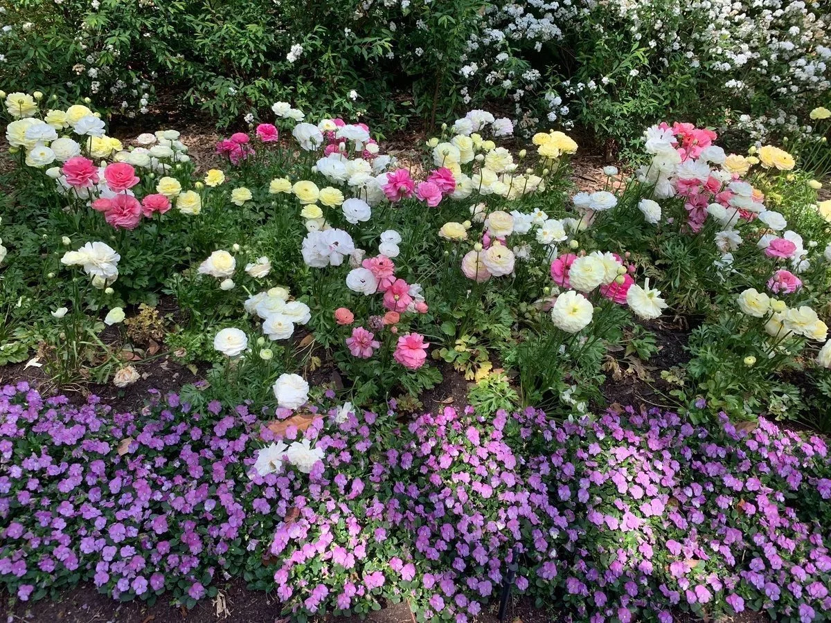 Ранункулюсы в ландшафтном дизайне: красота, элегантность и грация