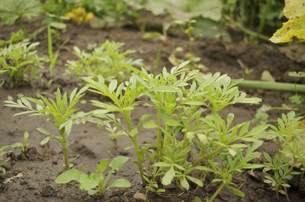 Выращивание бархатцев: секреты успешного процесса