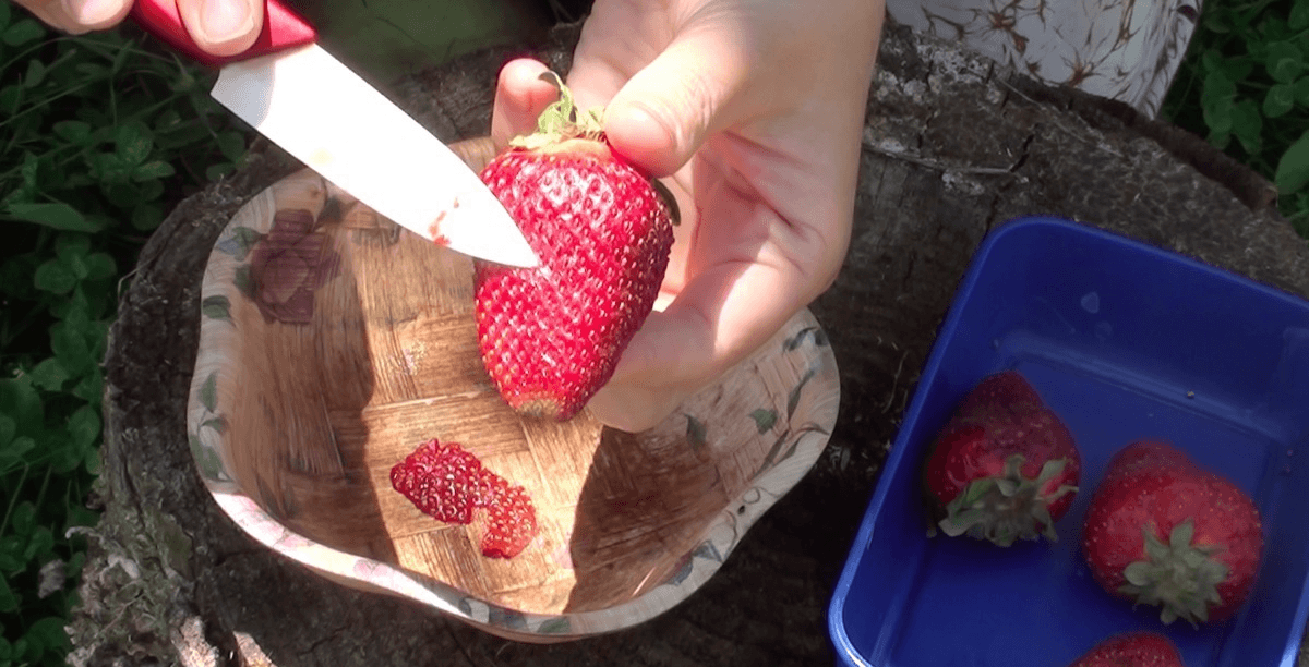 Как вырастить клубнику из семян?