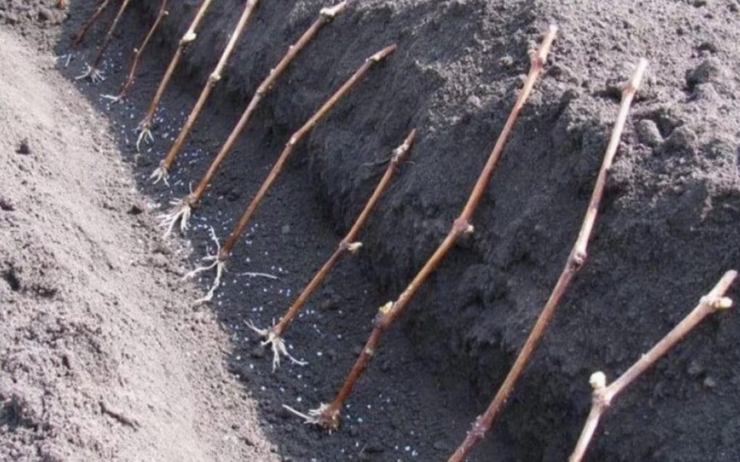 Выращивание винограда из черенков