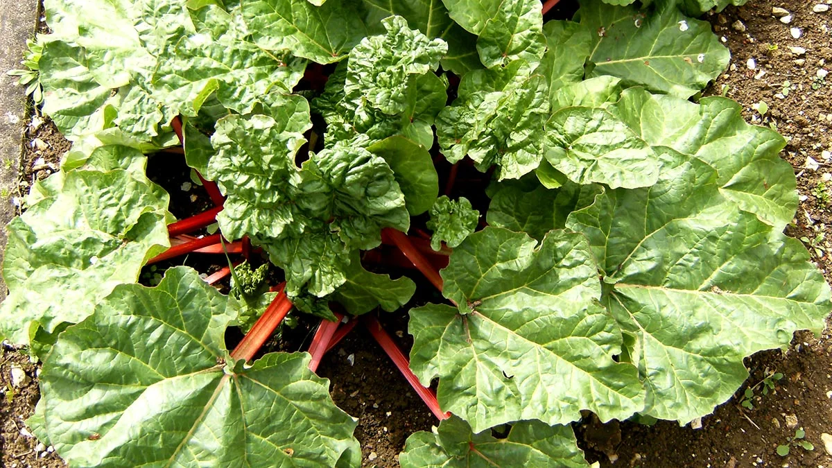 Ревень: выращивание и уход