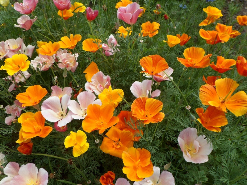 Выращивание эшшольции