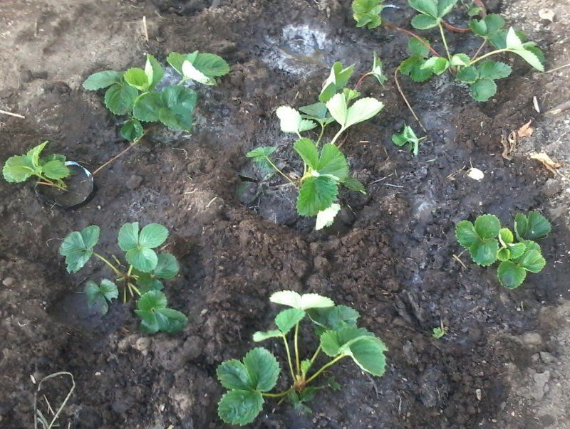 Пересадка клубники весной