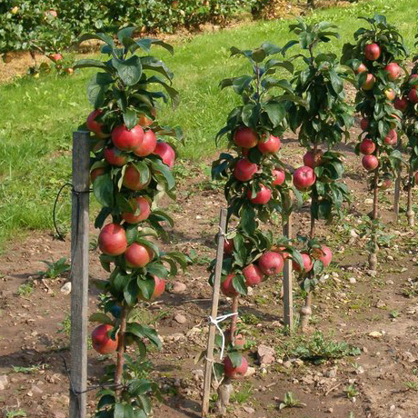 Выращивание колоновидной яблони