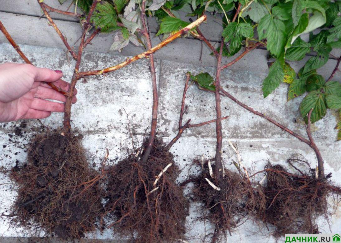 Уход за ремонтантной малиной