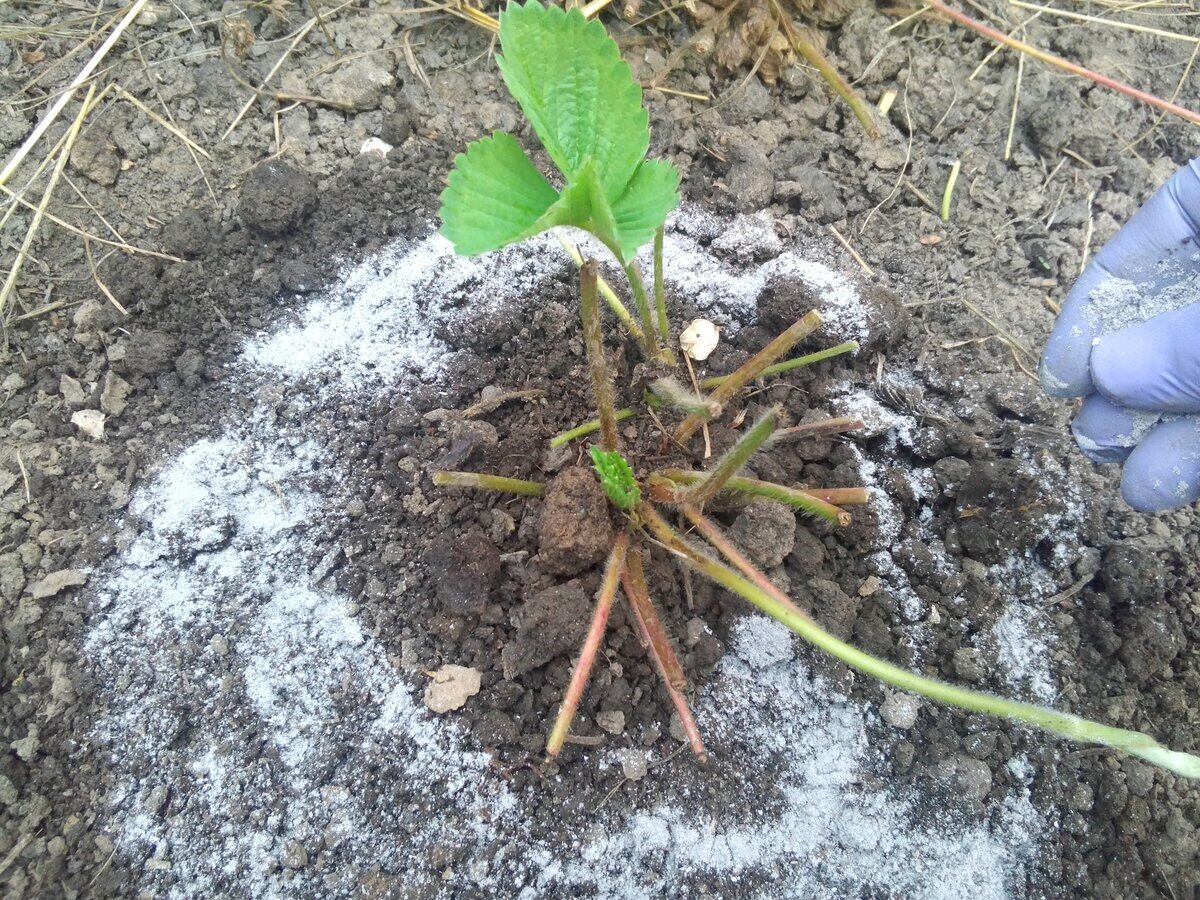 Правила обрезки клубники