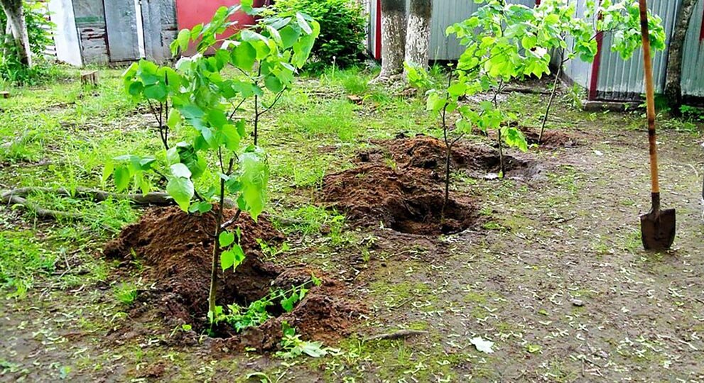 Посадка липы на даче