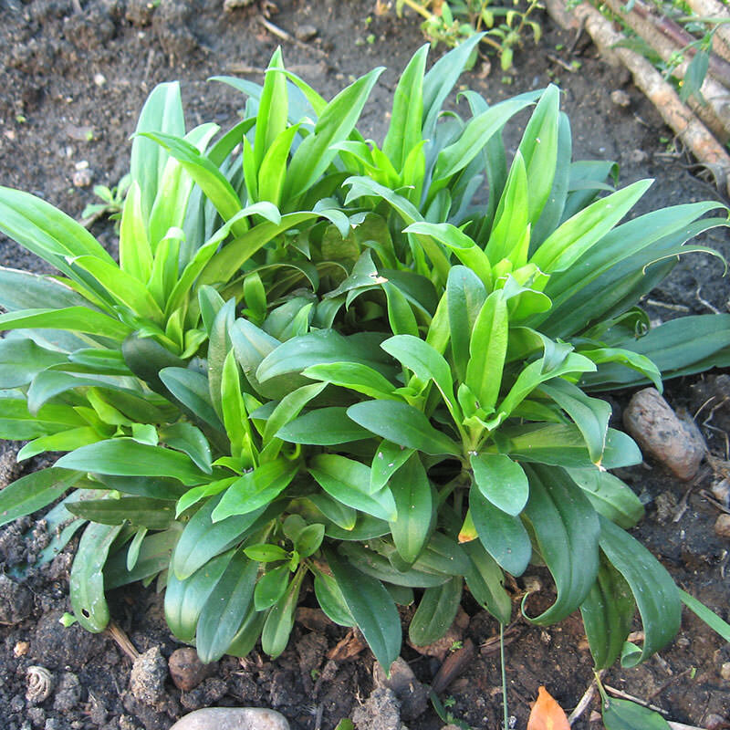 Выращивание турецкой гвоздики