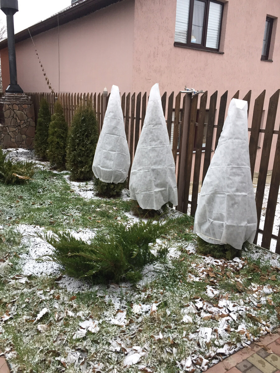 Подготовка к зиме хвойных растений