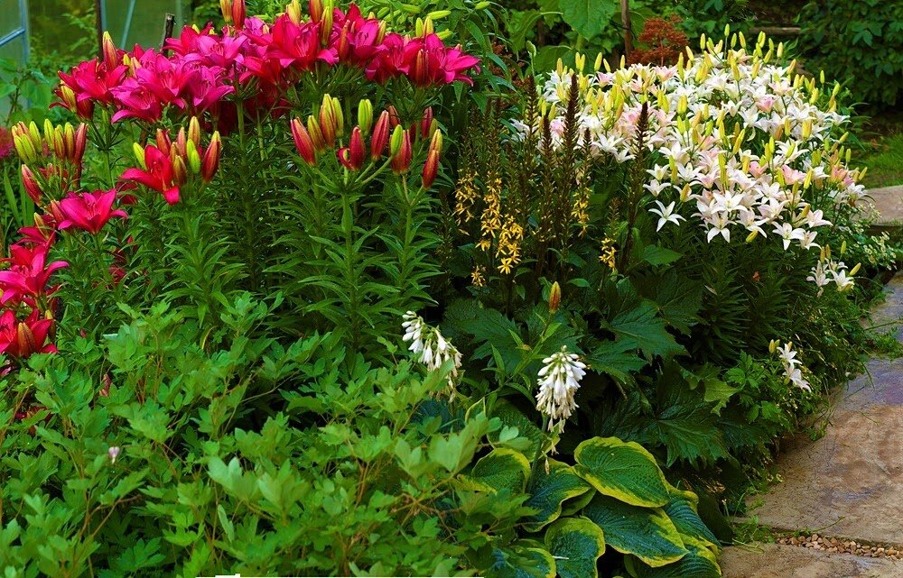 Посадка лилий осенью