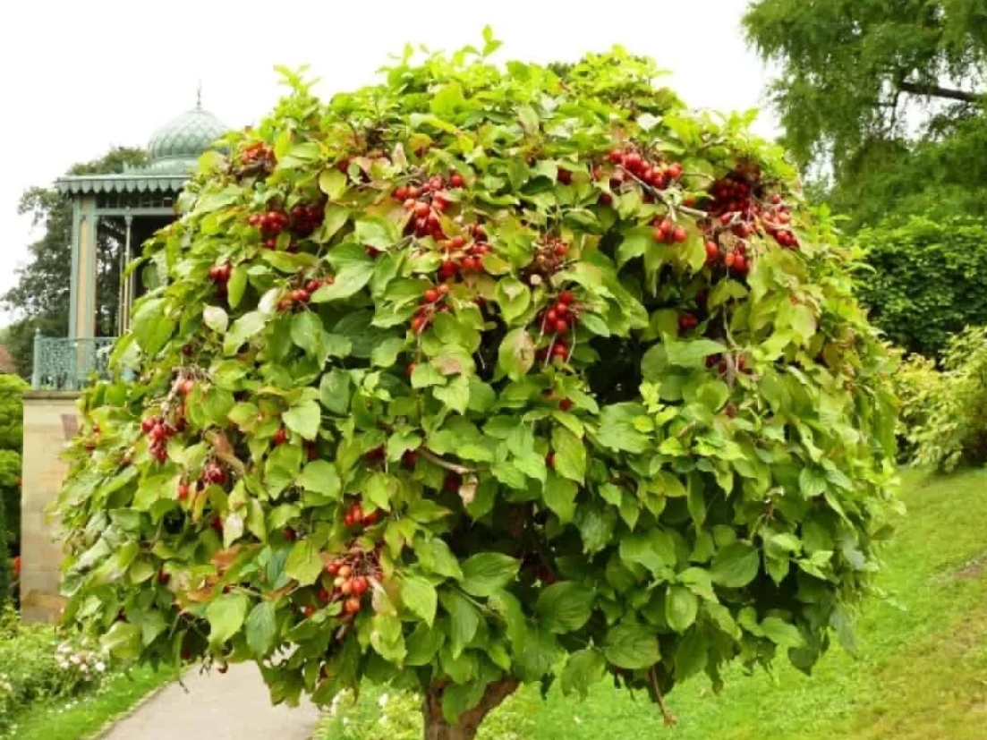 Кизил: выращивание и уход