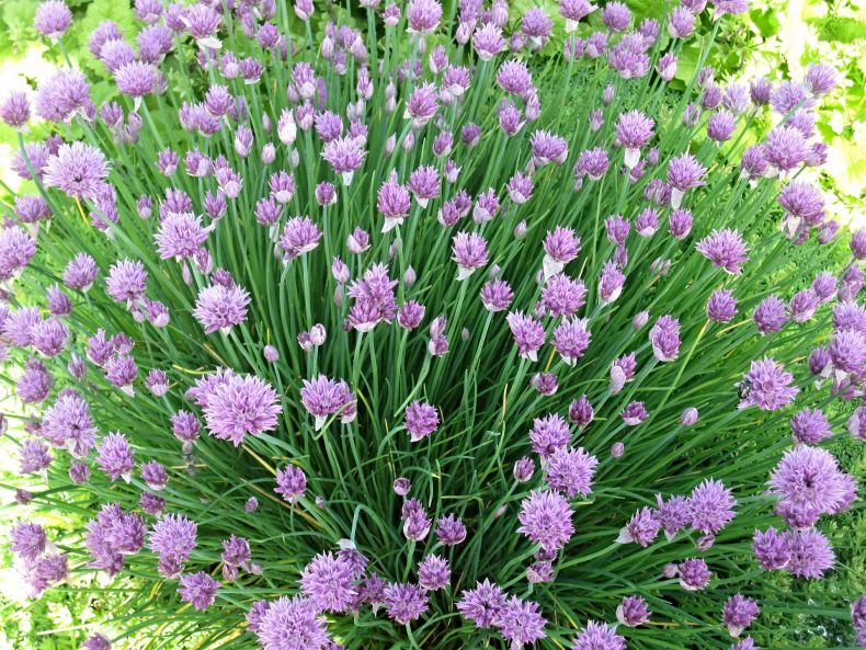 Выращивание шнитт-лука