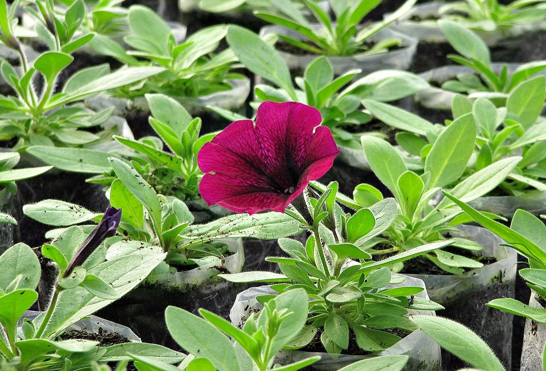 Выращивание рассады петунии: секреты процесса