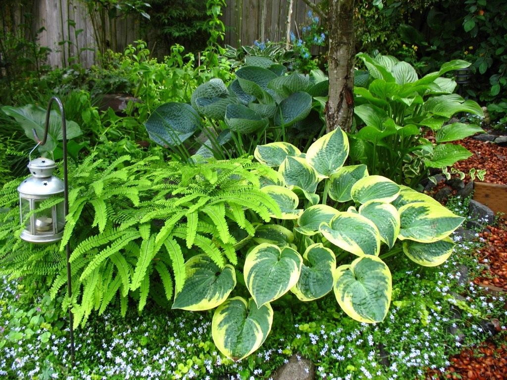 Какие тенелюбивые растения посадить в саду?