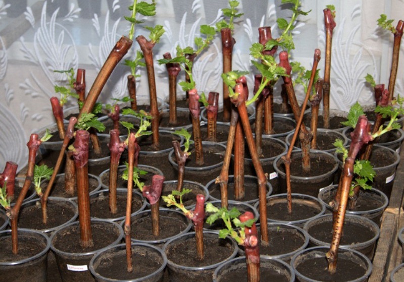 Выращивание винограда из черенков