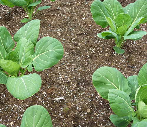 Выращивание и уход за брюссельской капустой