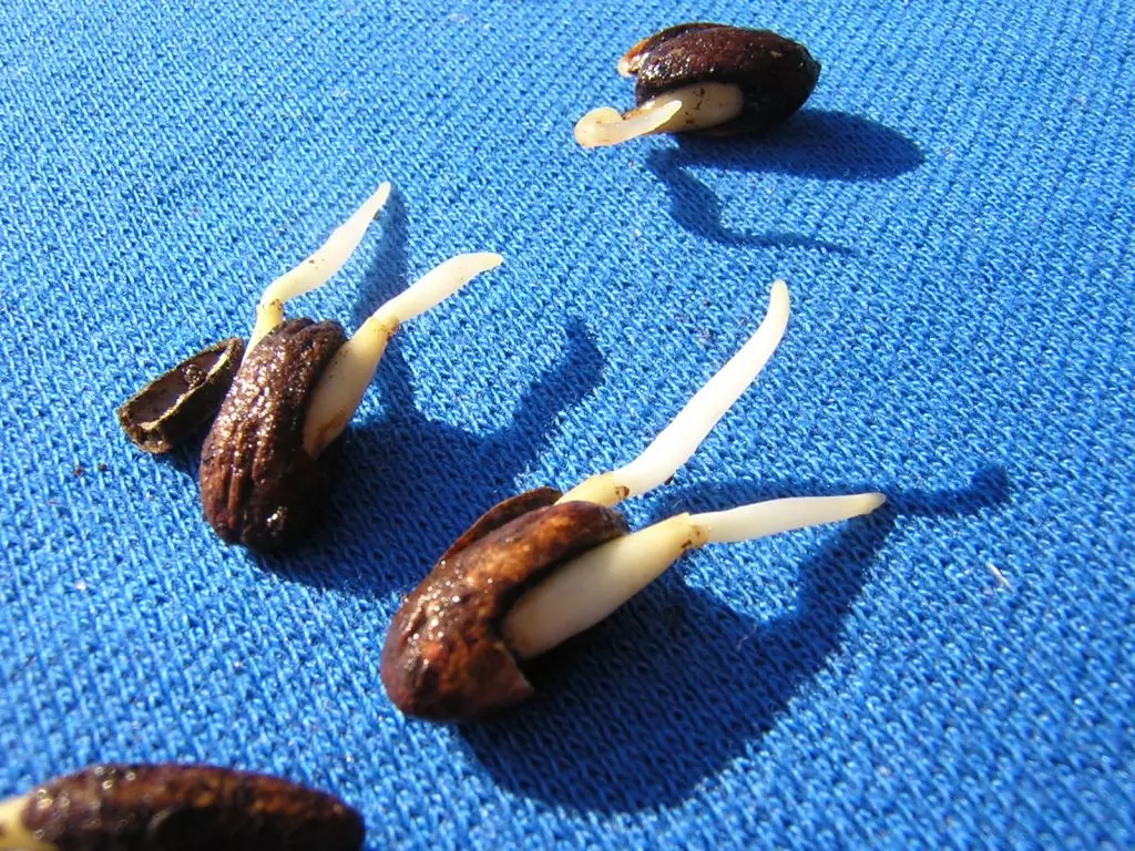 Посадка кизила семенами весной