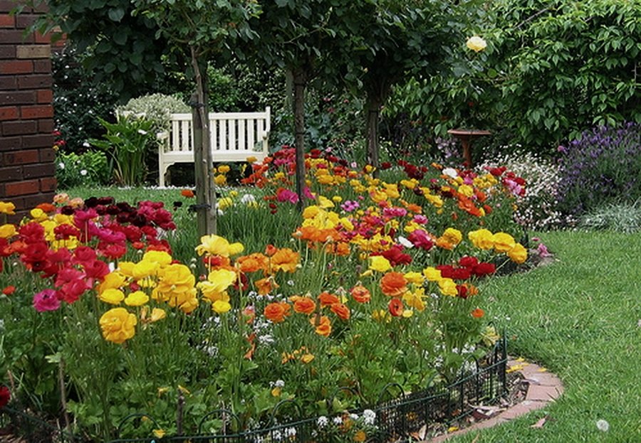 Ранункулюсы в ландшафтном дизайне: красота, элегантность и грация