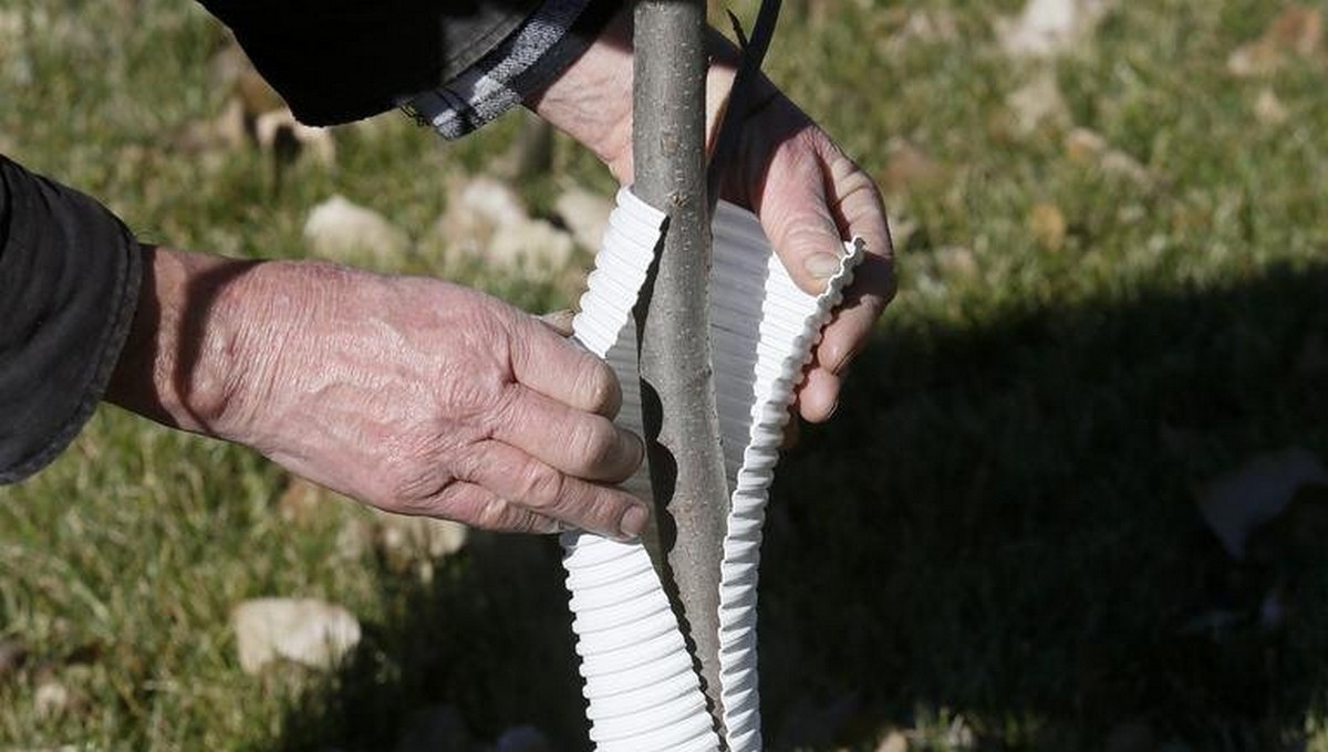 Защита плодовых деревьев от грызунов